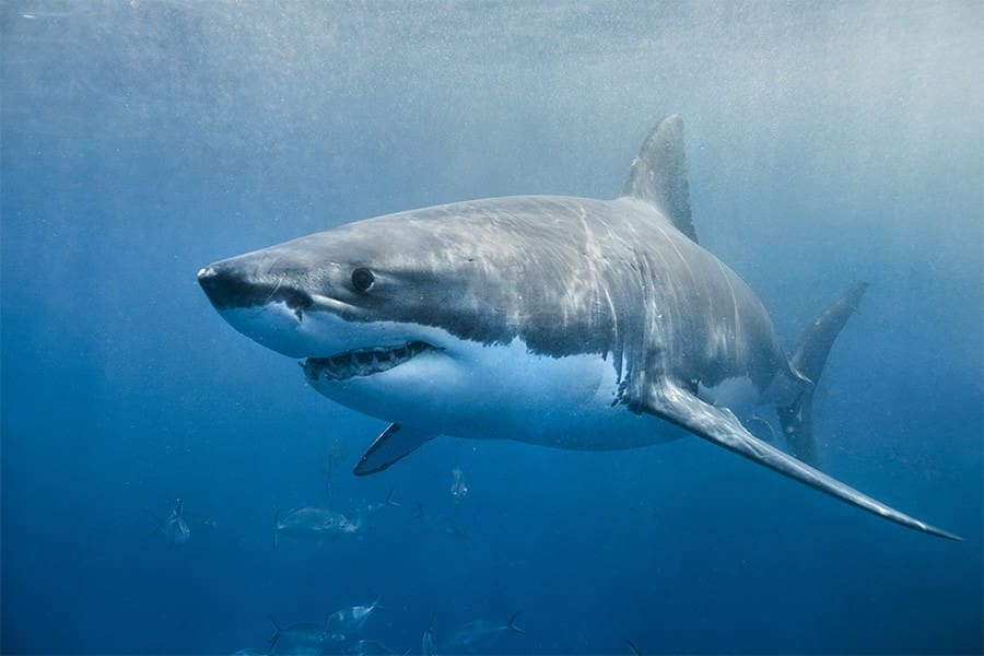 Great White Sharks Are 'Bullying' People Out Of The Sea
